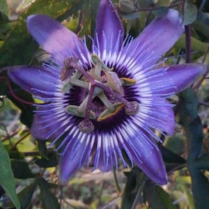 Passiflora 'Betty Myles Young' Passion Flower Vine, live starter plant