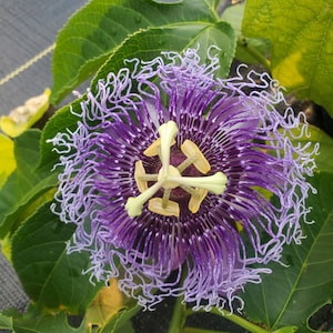 Passiflora 'Blue Eyed Susan' Passion Flower Vine, live starter plant