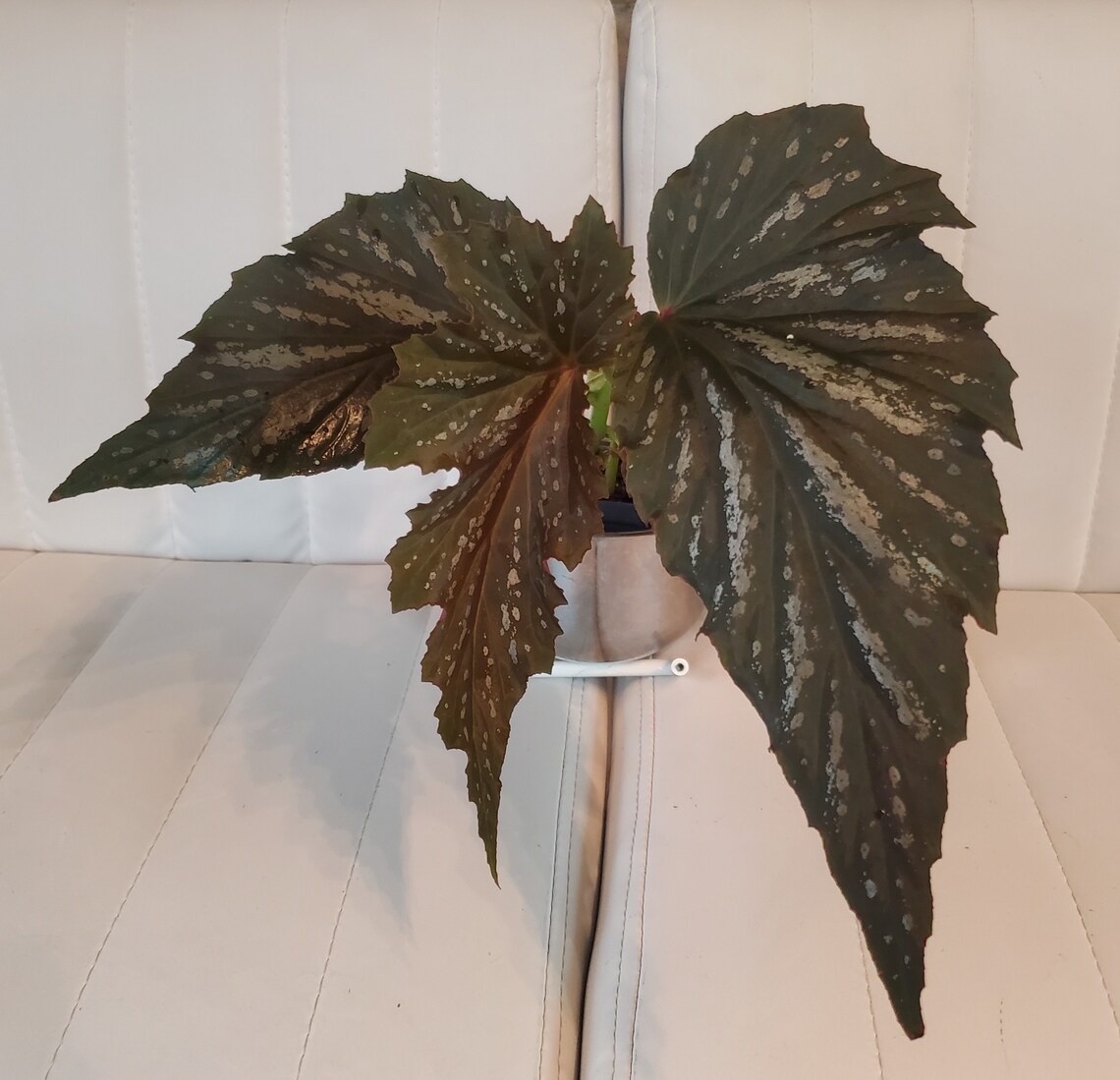 Begonia Lana Angel Wing Begonia live starter plant Etsy