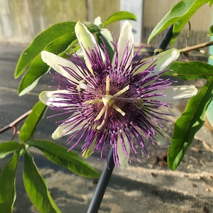 Passiflora 'Indigo Dream' Passion Flower Vine, live starter plant