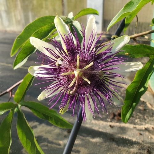 Passiflora 'indigo Dream' Passion Flower Vine Live Etsy