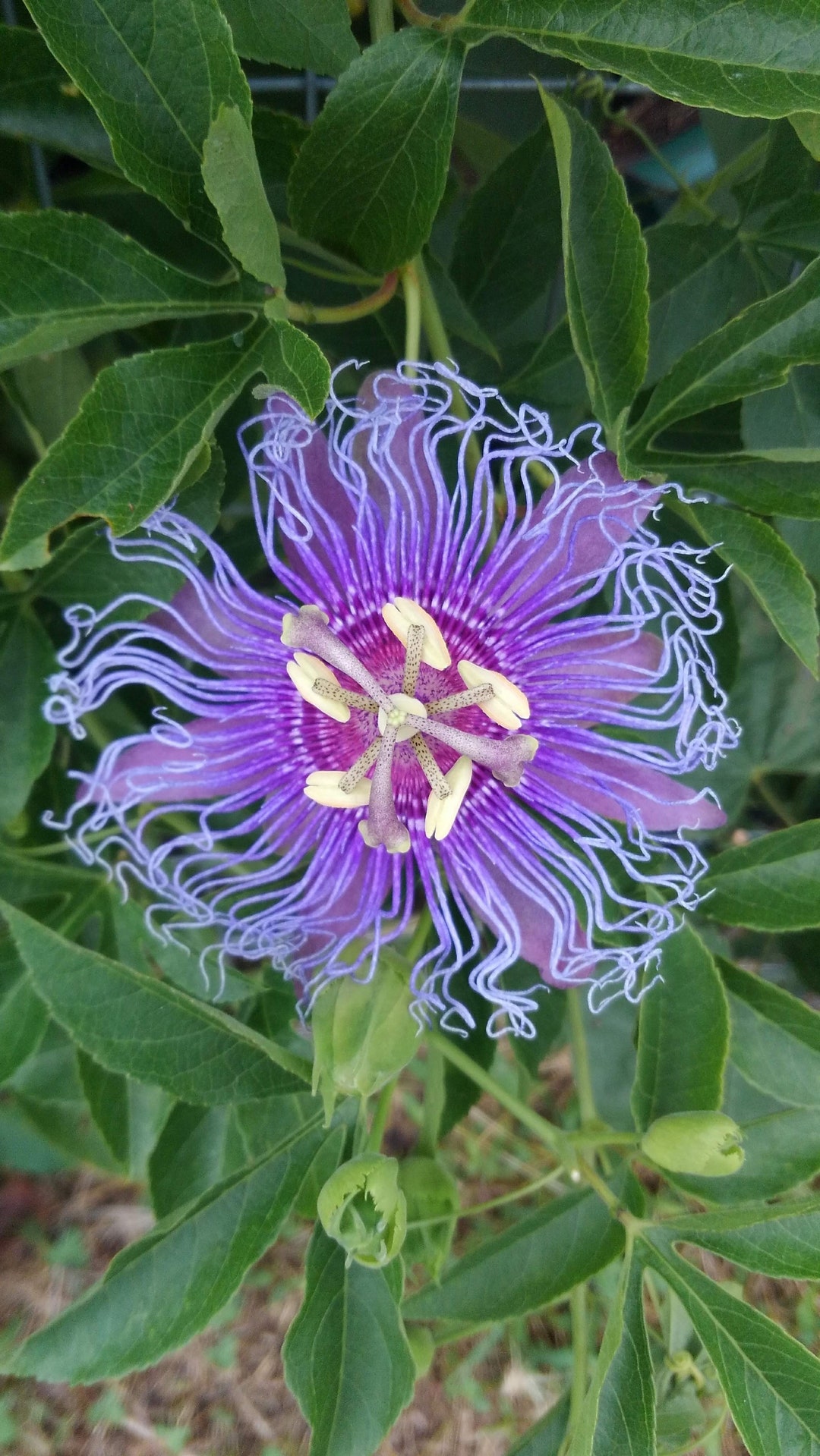 Hardy Passiflora 'incense' Passion Flower Vine, Live Starter Plant Etsy