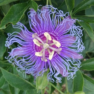 Hardy Passiflora 'Incense' Passion Flower Vine, live starter plant