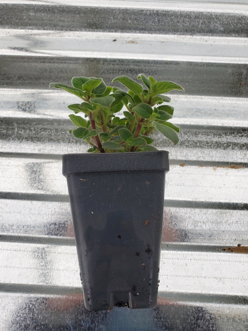 Streptocarpella Concord Blue or White Live Starter Plant Etsy