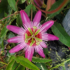 Passiflora 'Anastasia' Passion Flower Vine, live starter plant
