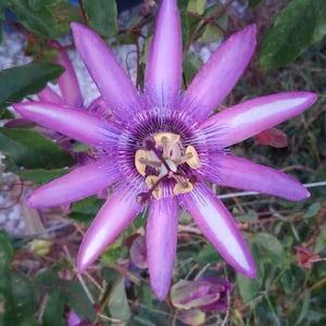 Passiflora 'Lavender Lady' Passion Flower Vine, live starter plant