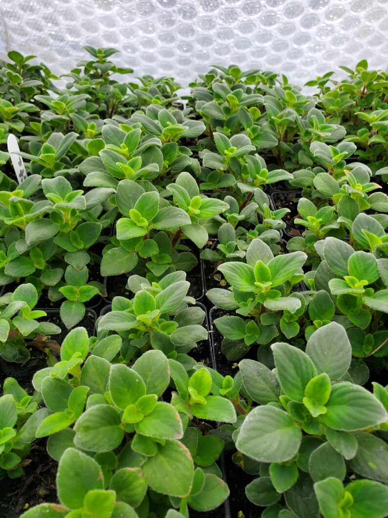 Streptocarpella Concord Blue or White Live Starter Plant Etsy