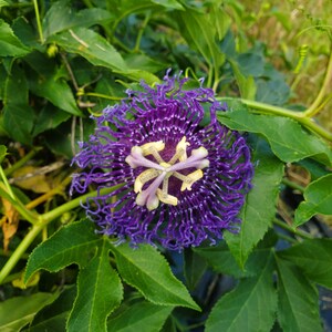 Hardy Passiflora 'Inspiration' Passion Flower Vine, live starter plant