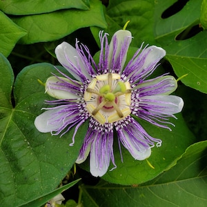 Passiflora incarnata Passion Flower Vine, live starter plant