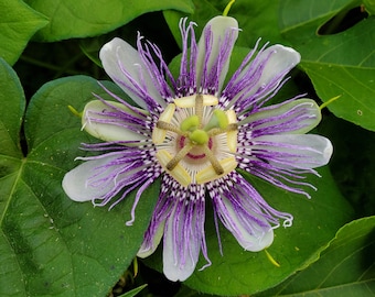 Passiflora incarnata Passion Flower Vine, live starter plant