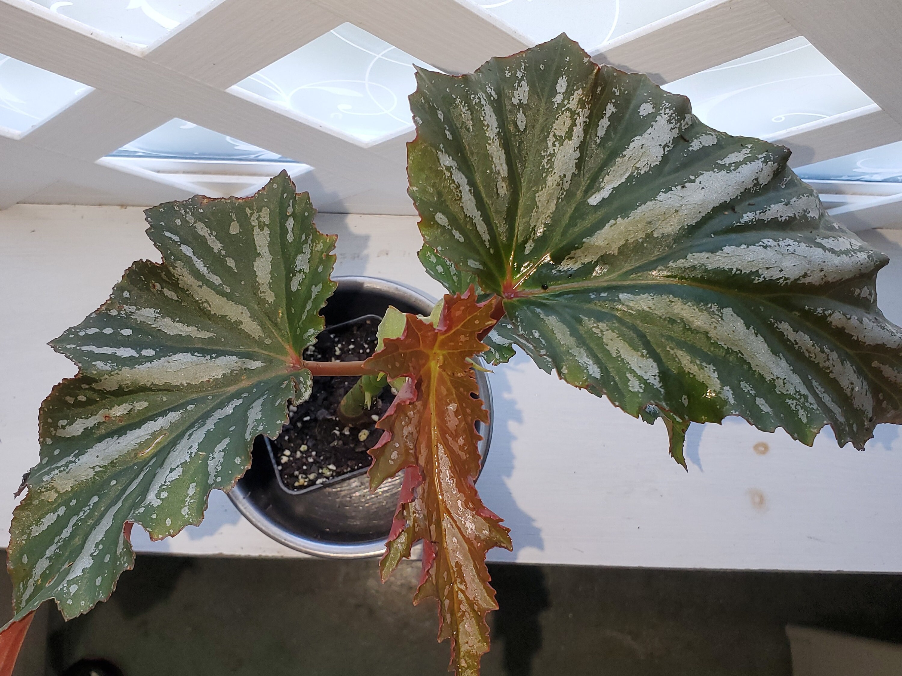 Begonia Lana Angel Wing Begonia live starter plant Etsy