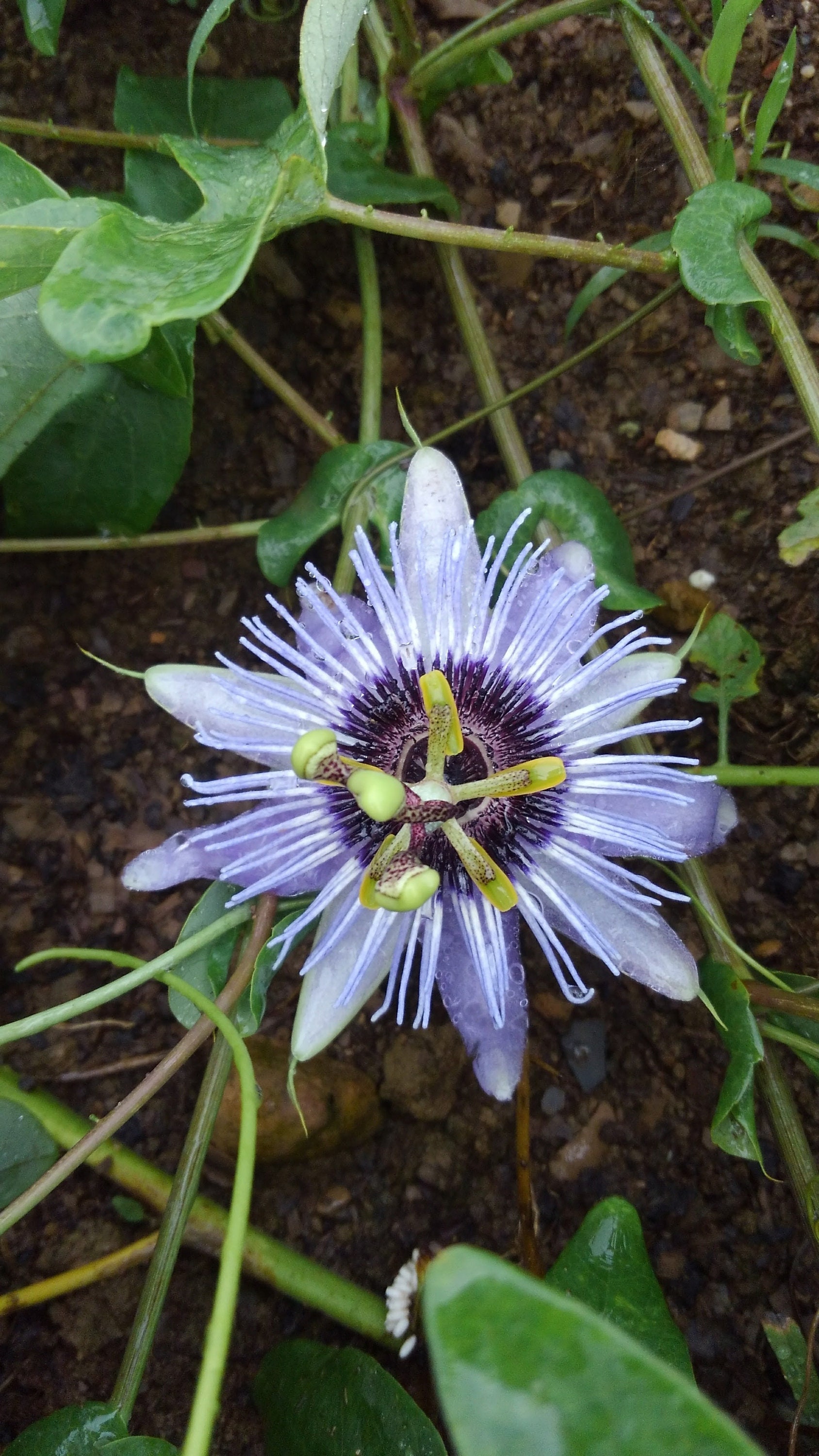 Passiflora 'blue Bouquet' Passion Flower Vine Live Etsy