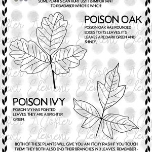NATURE COLORING PAGES - Harmful Plants (poison Oak & Poison Ivy ...