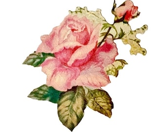 May include: A die-cut paper illustration of a blooming pink rose with a smaller rosebud extending to the upper right. The central flower features layered petals in shades of light and dark pink, surrounded by dark green leaves with visible veins.