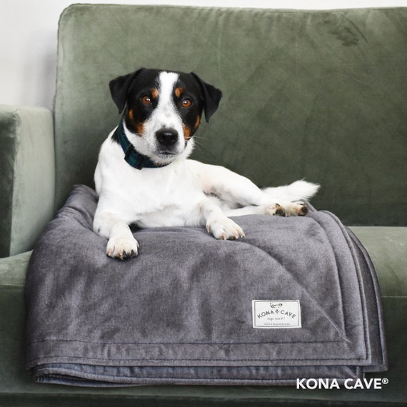 Dog friendly blankets hotsell