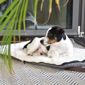 Cama de viaje para perros Sleepy Fox® con correas para los hombros - Cama para perros para restaurantes - Colchoneta para perros plegable y portátil - Tragbares Hundereisebett / Hundereisematt