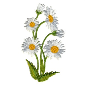Blommönster - Prästkrage - Växt - Vit