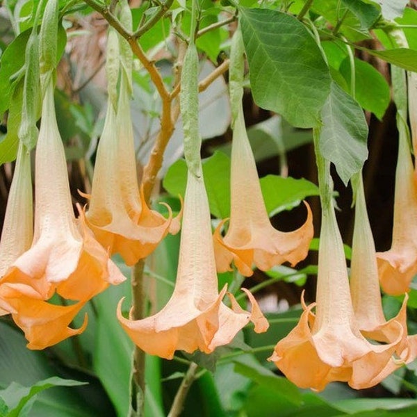 Angel Trumpet Flower Essence