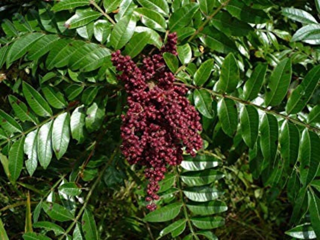 Winged Sumac rhus Copallium Berry Extract Etsy