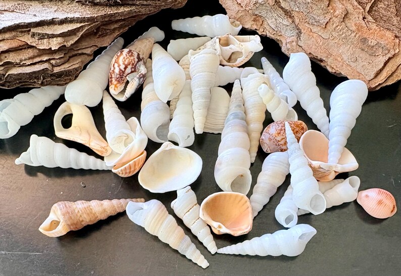 38 X Shells - Spanish Beaches - Set A2 - Etsy UK
