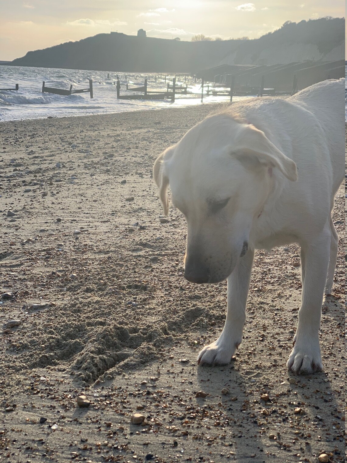 Sea Glass Good Luck one shamrock greeting card Etsy