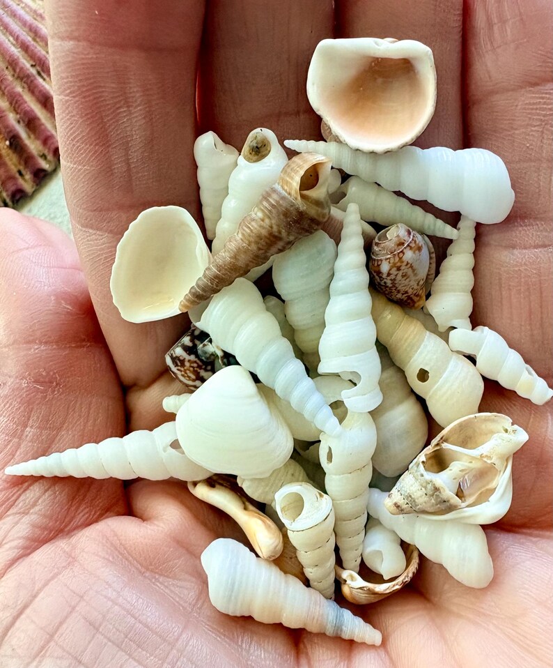 38 X Shells - Spanish Beaches - Set A2 - Etsy UK