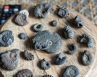 Beach Combing Ammonite Fossils 20 Pièces des plages du Kent, Royaume-Uni