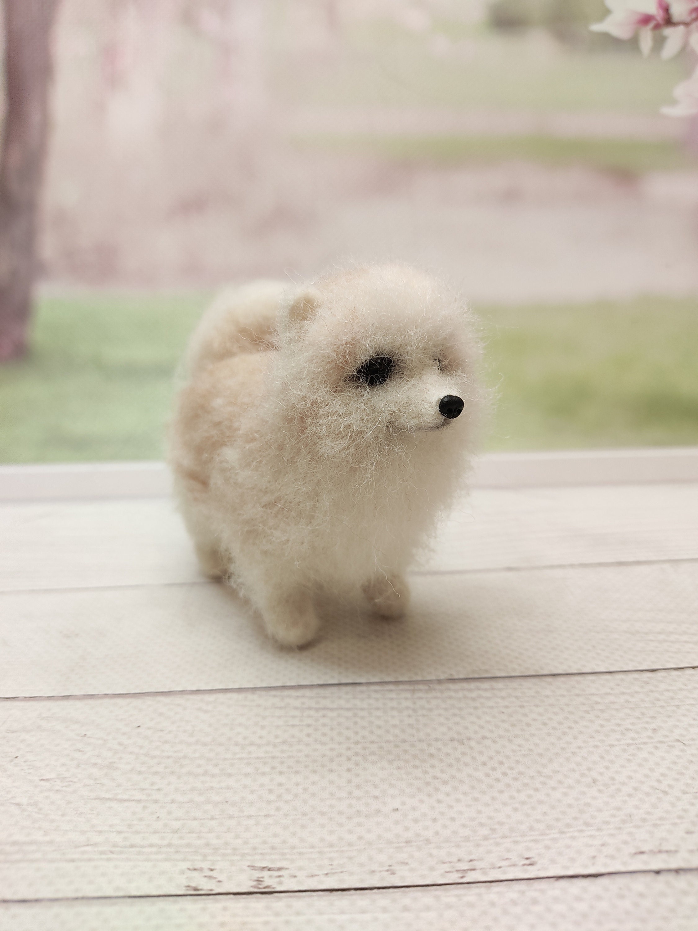 Pomerania Cachorros en venta | MundoAnimalia, image size:2250x3000