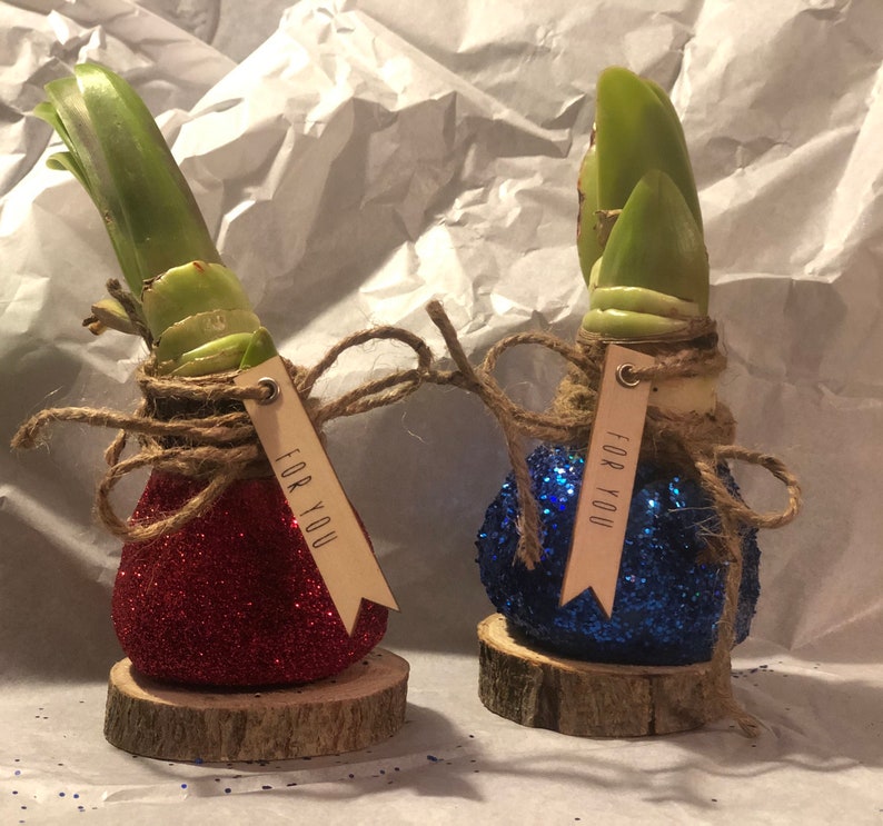 Waxed Amaryllis Bulb Blooms Without Soil Or Water Etsy