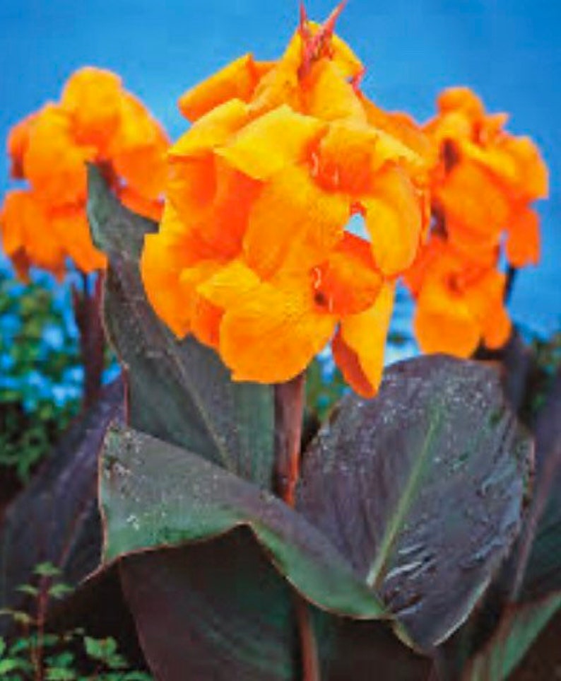 Orange Canna Lily giant bulbs 3 Etsy