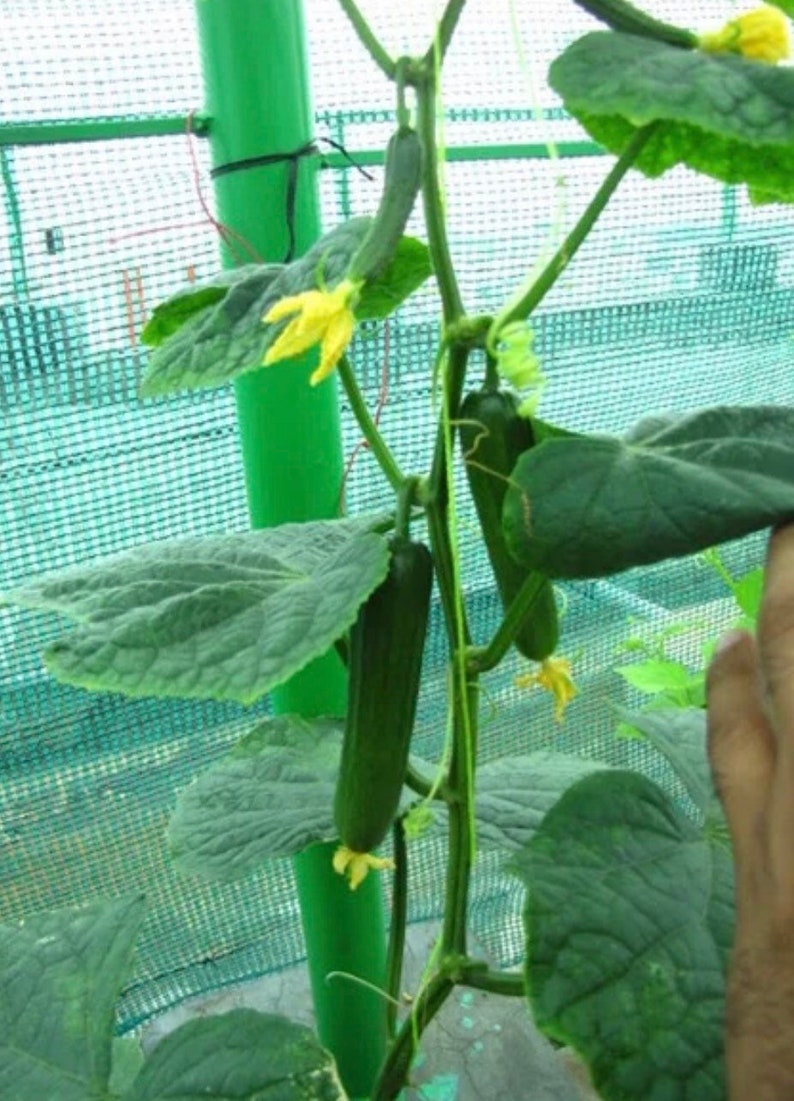 2 Live Straight Eight Cucumber Starter Plants Etsy