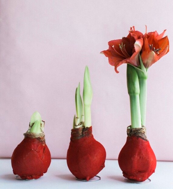 Waxed Amaryllis Bulb Blooms Without Soil Or Water Etsy