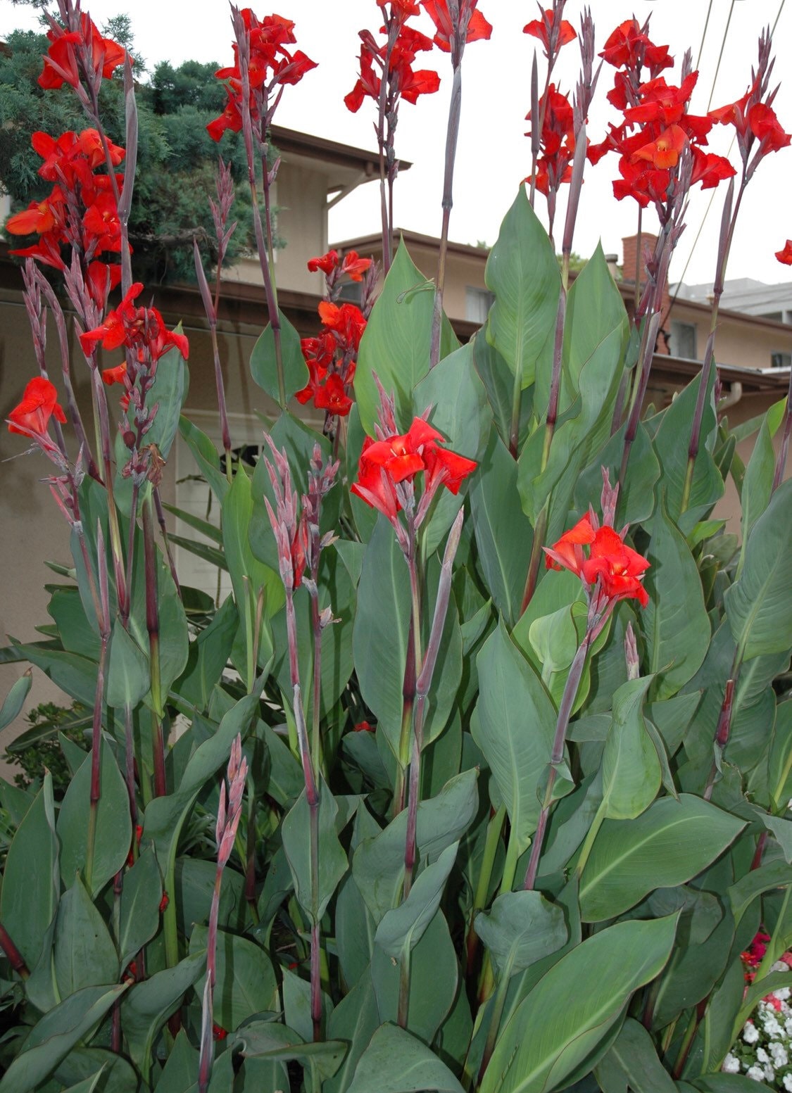 Red Canna Lily Bulbs 3 bulbs Etsy
