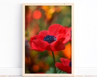 Radiant Red Poppy Fine Art Print | Floral Nature Photography | Red Flower Wall Art