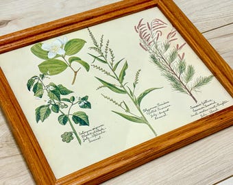Vintage Botanical Art | Framed Floral Book Page