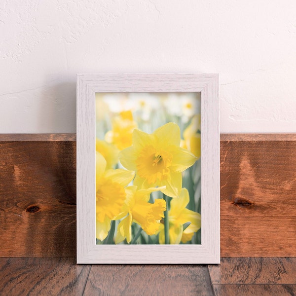 Daffodils Fine Art Print | Floral Nature Photography | Springtime Wall Art | Daffodil Flower Picture