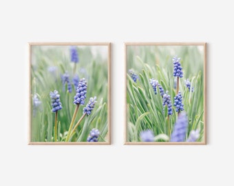 Grape Hyacinths Fine Art Print SET | Spring Floral Photography | Mother's Day Gift