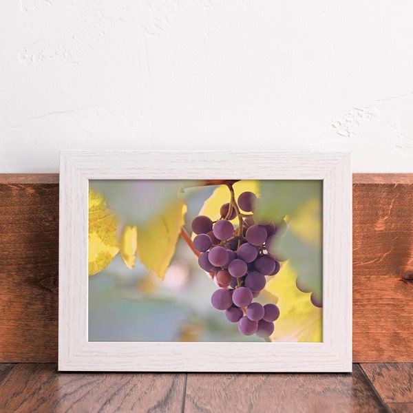 On The Vine Fine Art Print | Vineyard Picture | Grapevine Photography | Kitchen Dining Winery Wall Art