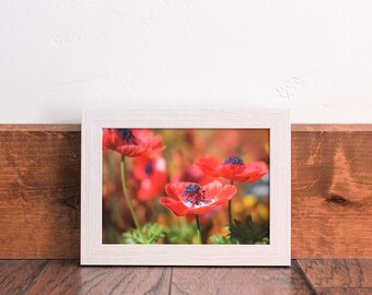 Red Poppies Fine Art Print | Poppy Flower Picture | Floral Nature Photography | Red Flowers Wall Art