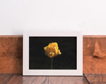 Yellow Tulip Fine Art Print | Floral Nature Photography | Farm House Wall Art