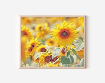 Sunflower Field Fine Art Print | Floral Nature Photography | Pennsylvania Sunflowers