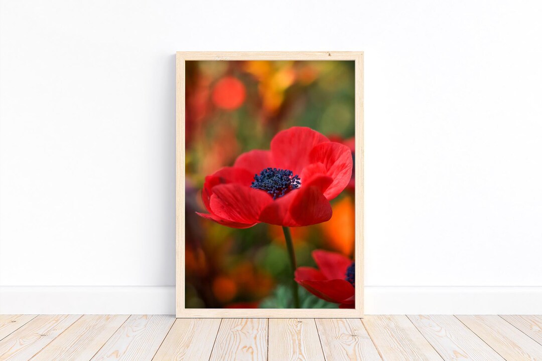 Radiant Red Poppy Fine Art Print | Floral Nature Photography | Red ...