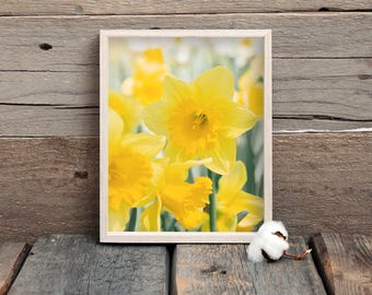 Daffodils Fine Art Print | Floral Nature Photography | Springtime Wall Art | Daffodil Flower Picture