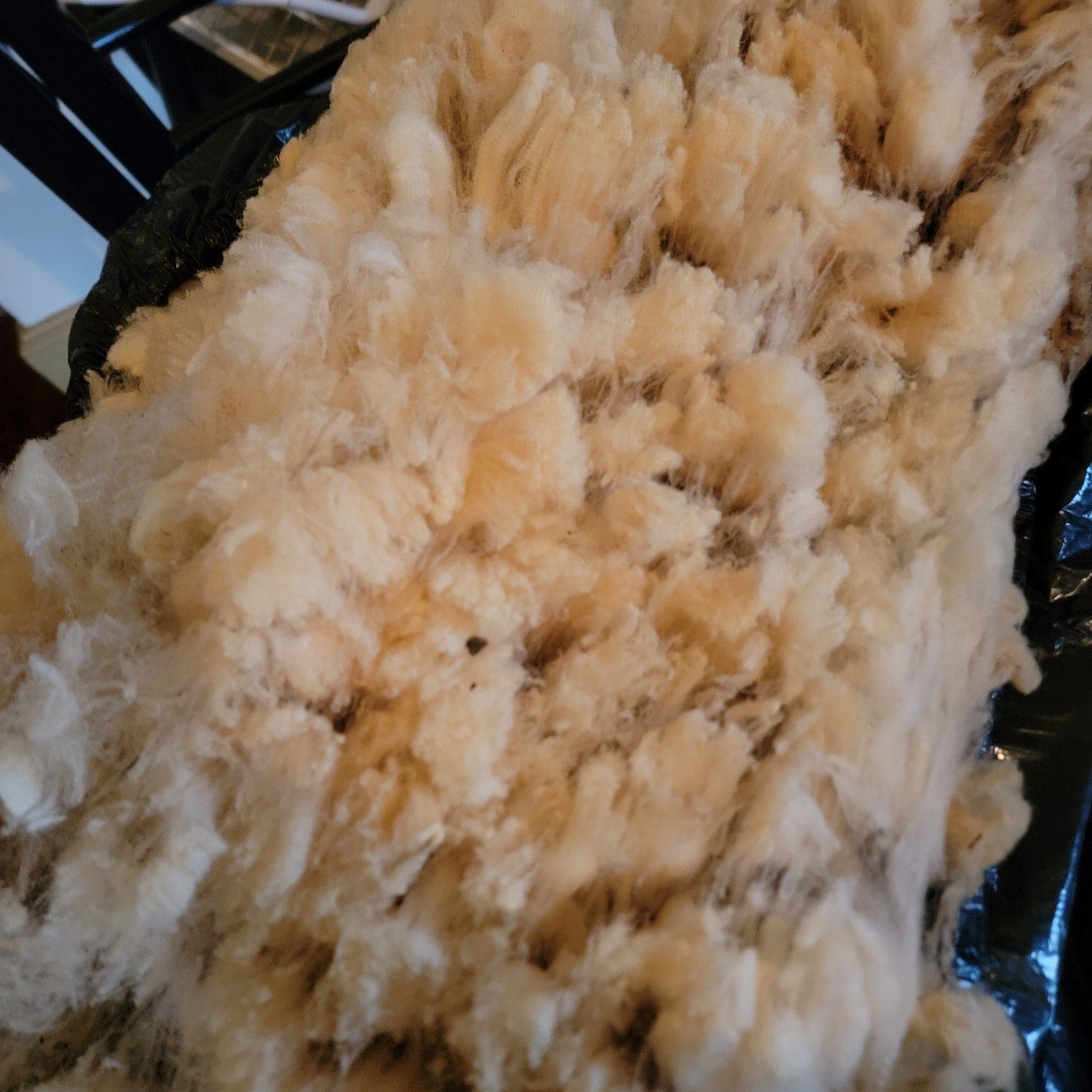 Raw Fleece Merino Fleece Wool Sheep -  Canada