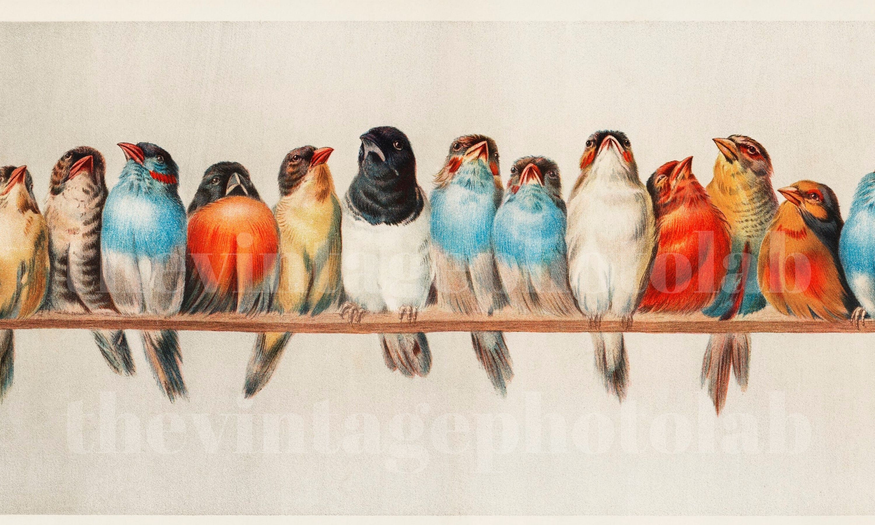 Birds on A Wire Vintage Birds Digital Download Vintage Etsy