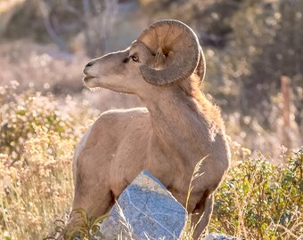 Desert Bighorn Sheep.