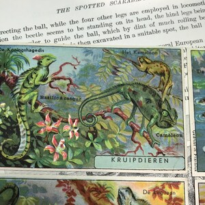 Vintage reclamekaarten reptielen ca. 1880 set van SIX kameleon, hagedis//antieke advertentiekaarten//Victoriaanse handelskaart//antieke Duitse handelskaarten