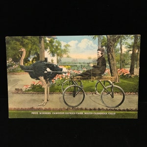 Cartolina d'epoca di una fattoria di struzzi in California c.1908//cartolina di una fattoria di struzzi//cartolina d'epoca della California//cartolina antica di Pasadena//carro con struzzi