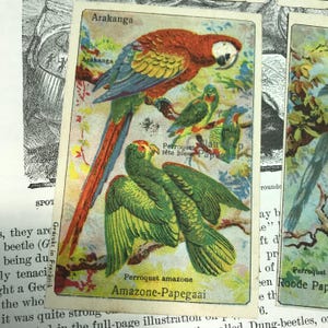 Vintage reclamekaarten papegaaien ca. 1880 set van ZES vogels, jungle, ara//antieke advertentiekaarten//Victoriaanse handelskaart//antieke Duitse handelskaarten