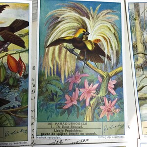 Vintage reclamekaarten Birds of Paradise, ca. 1865 set van ZES vogels//antieke advertentiekaarten//Victoriaanse handelskaart//antieke Duitse handelskaarten